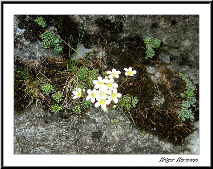 Aletsch_11