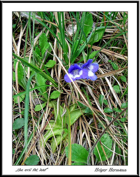 Aletsch_25