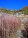 Alpe Devero_18