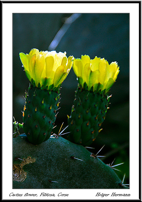 Corse_036