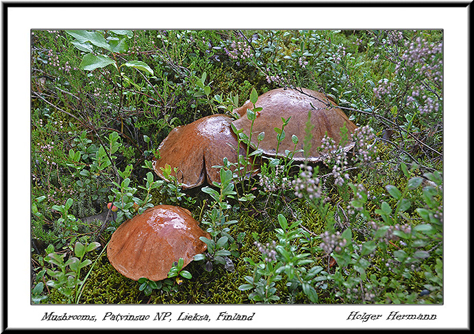Finnland_028
