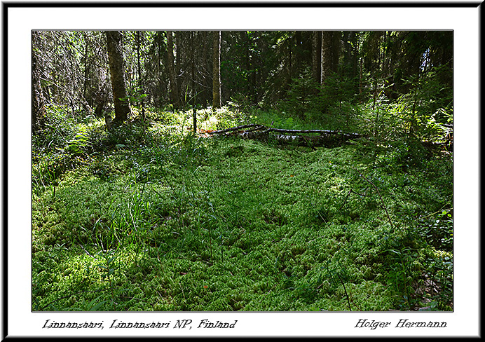 Punkaharju_035