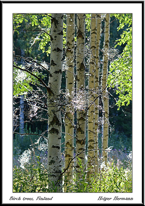 Punkaharju_047