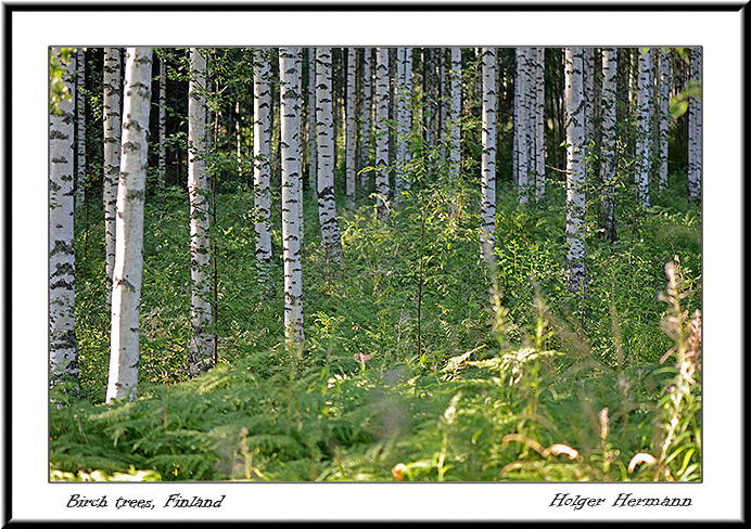 Punkaharju_048