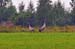 Punkaharju_028