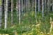 Punkaharju_048