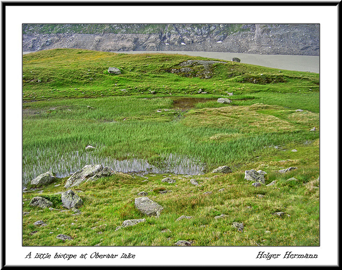 108_Little_biotope
