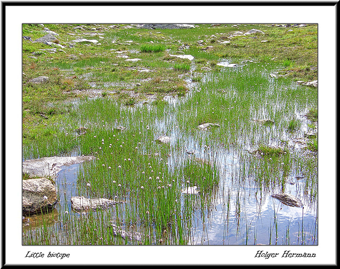 111_Biotope