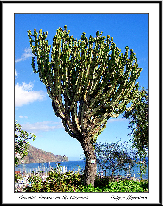 Madeira_030