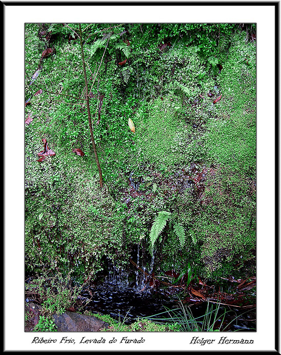 Madeira_062