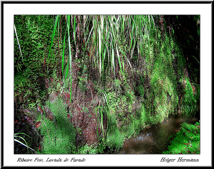 Madeira_063