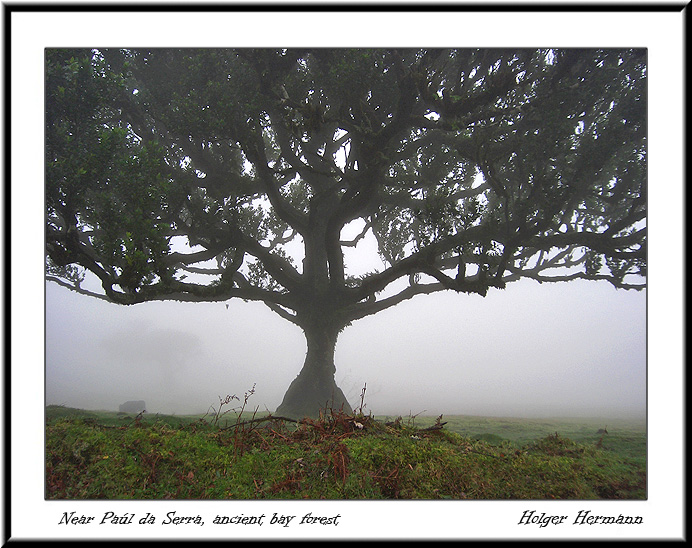 Madeira_082