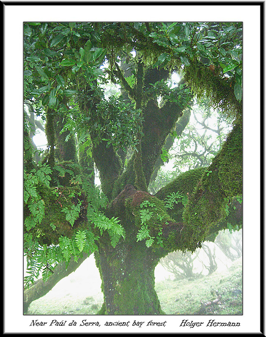 Madeira_087
