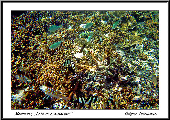 Reunion&Mauritius_127