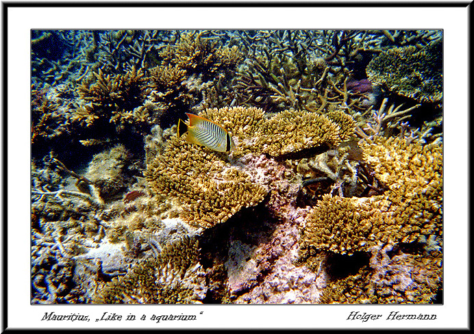 Reunion&Mauritius_130