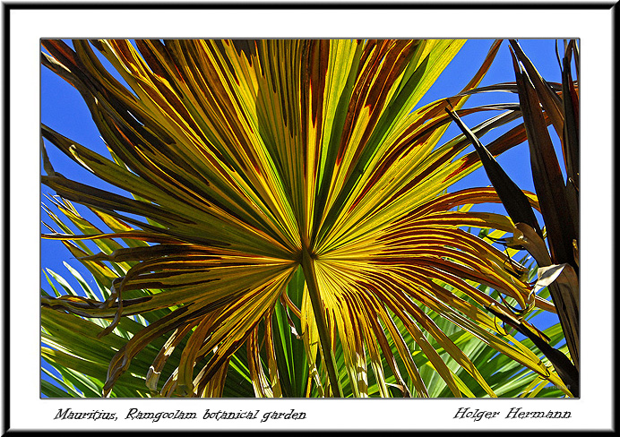 Reunion&Mauritius_139