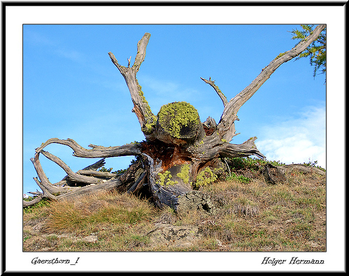 Gaersthorn