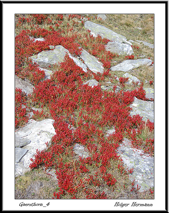 Gaersthorn