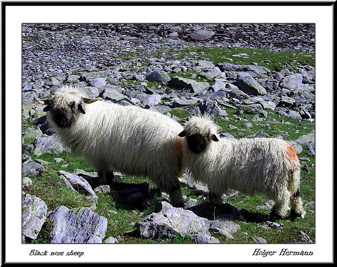 Sheep