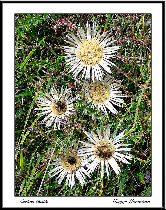 Thistle