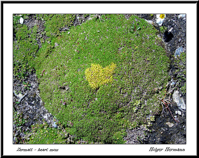 Zermatt_3