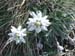 Edelweiss