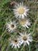 Thistle