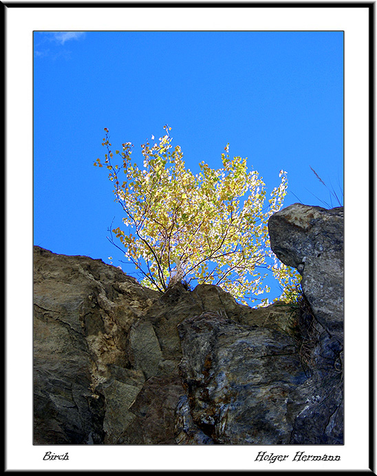 Birch