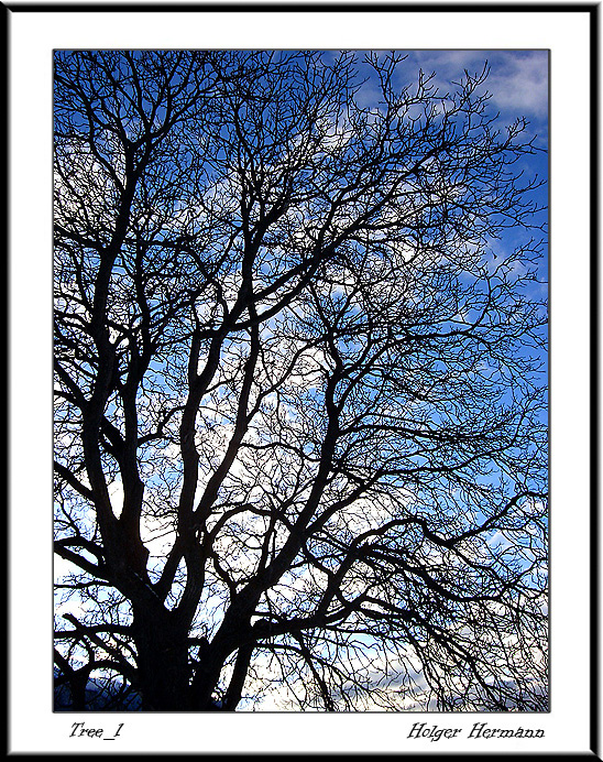 Tree_1