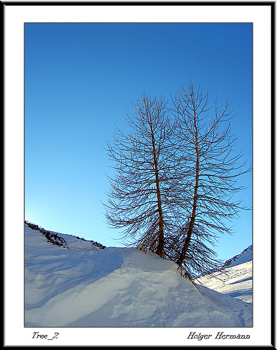 Tree_2