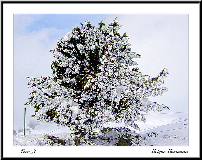 Tree_3