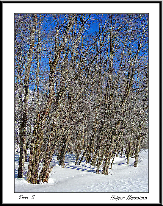 Tree_5