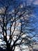 Tree_1