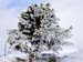Tree_3