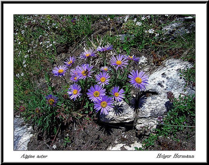 Alpin_aster
