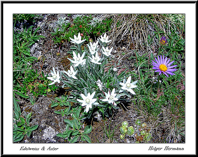 Edelweiss