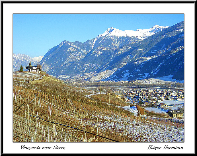 Vineyard_2