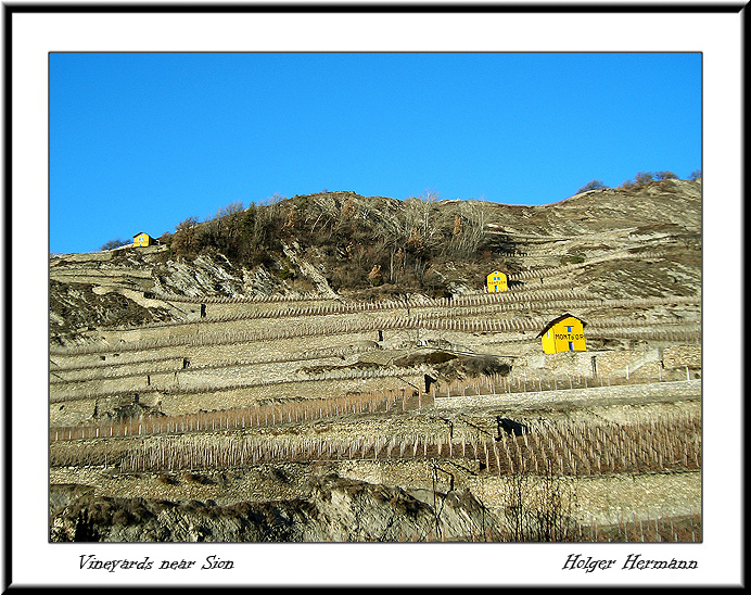 Vineyard_5
