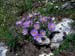 Alpin_aster