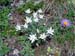 Edelweiss