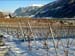 Vineyard_1