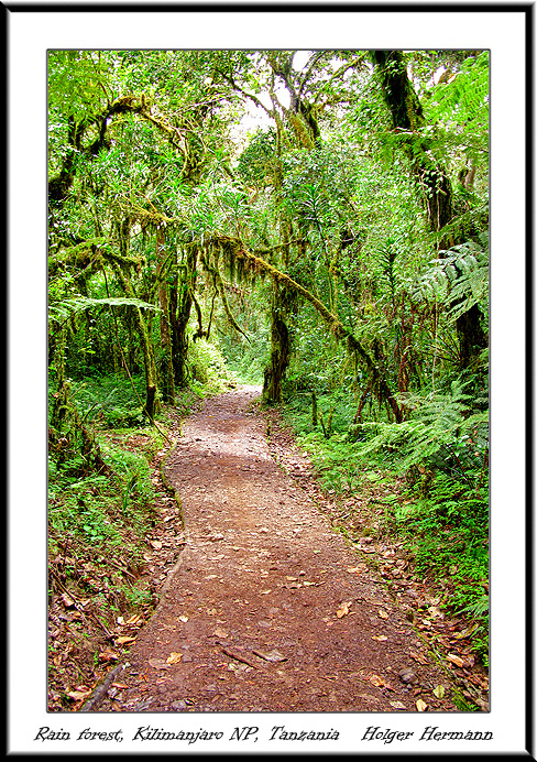 Kili_010