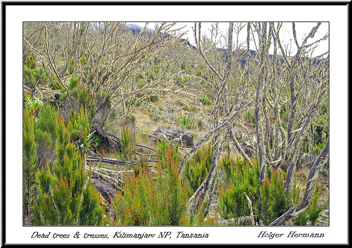 Kili_013