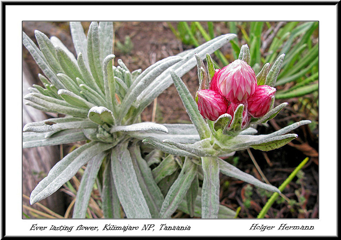 Kili_016