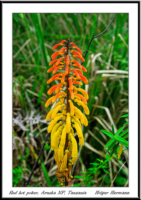 Mt_Meru_042