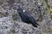 Kili_024