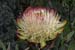 Kili_060