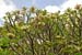 Mt_Meru_002