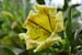 Mt_Meru_006