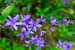 Mt_Meru_008